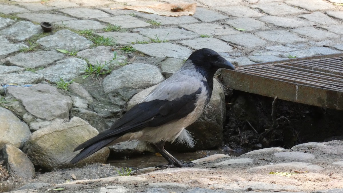 Hooded Crow - ML620627880