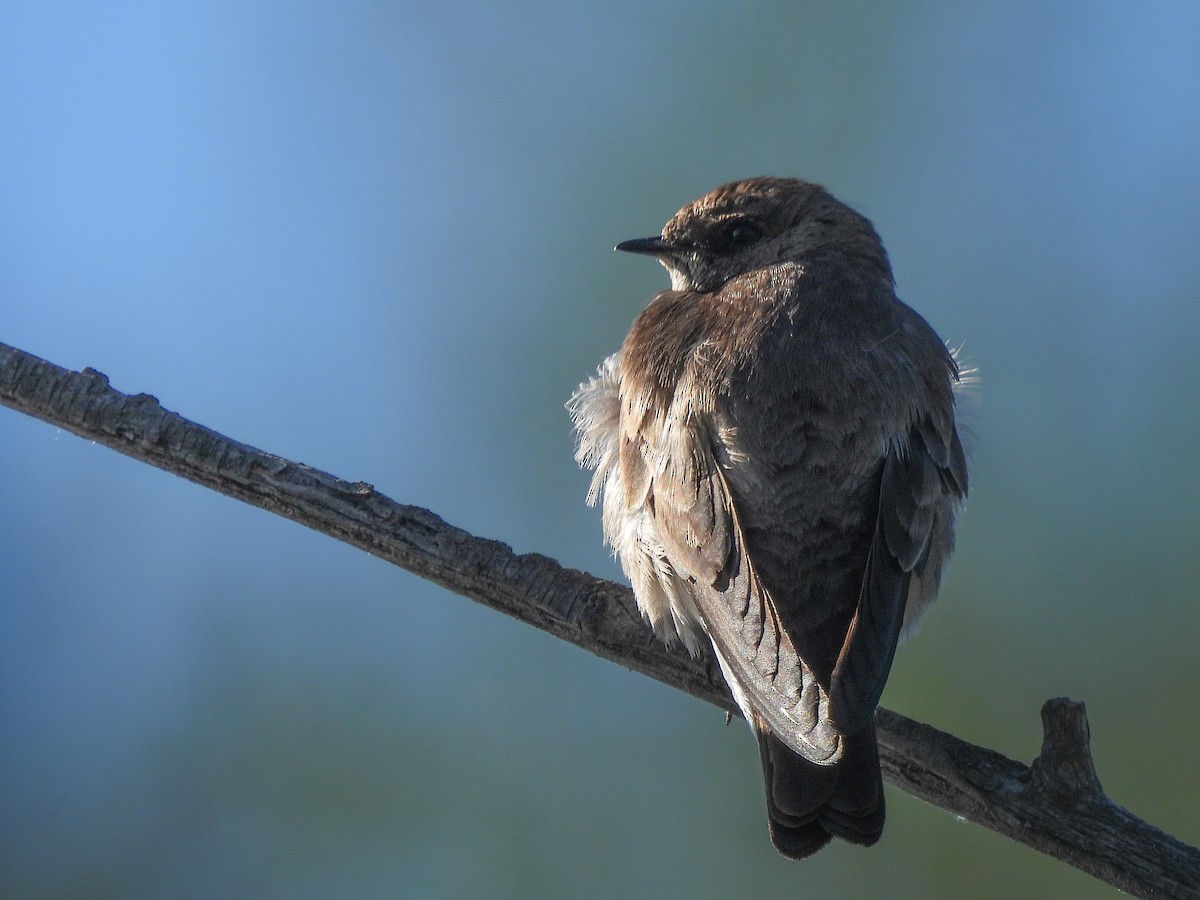 Hirondelle à ailes hérissées - ML620627881