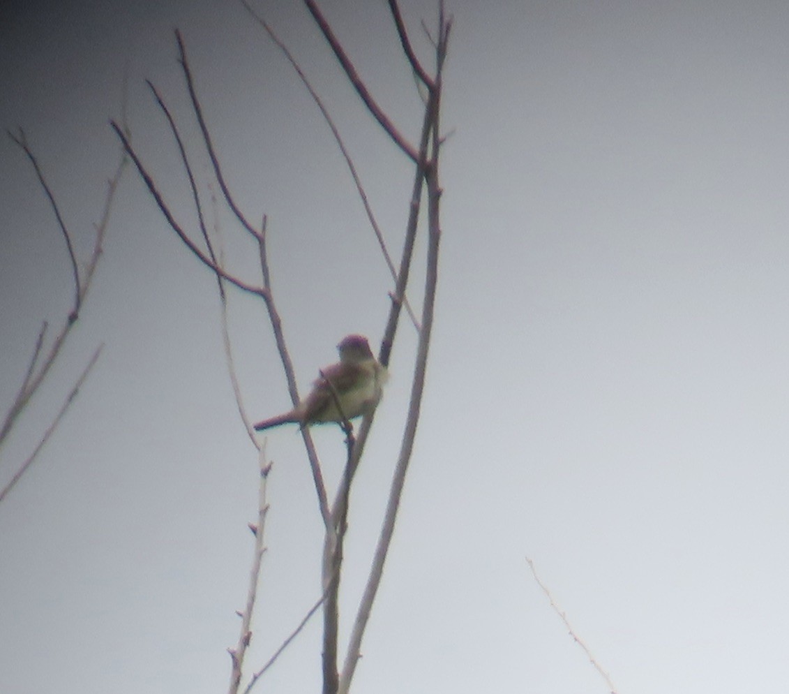 Willow Flycatcher - ML620627882