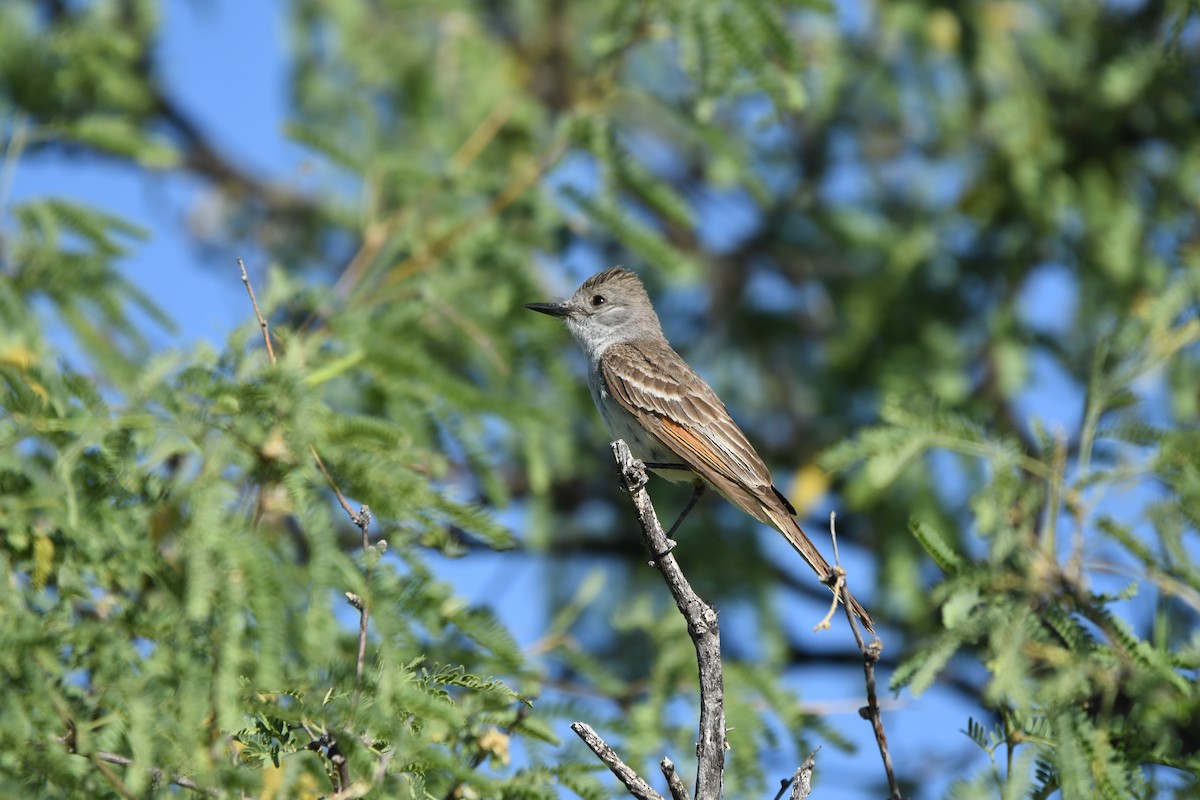 Ash-throated Flycatcher - ML620627883