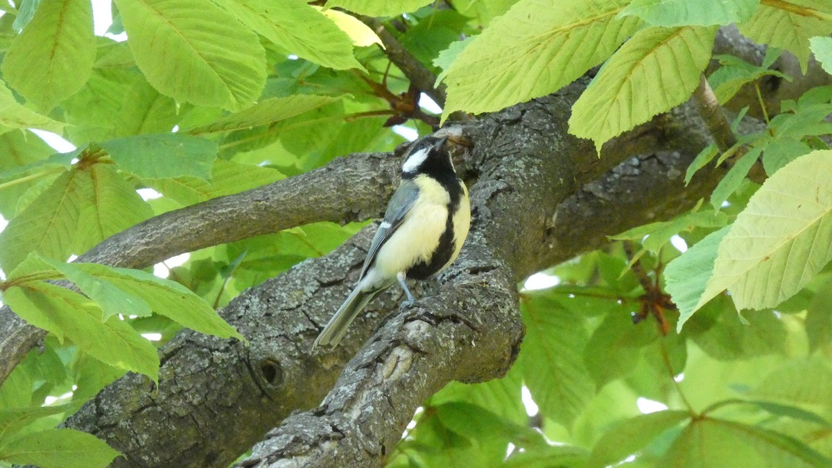 Great Tit - ML620627885