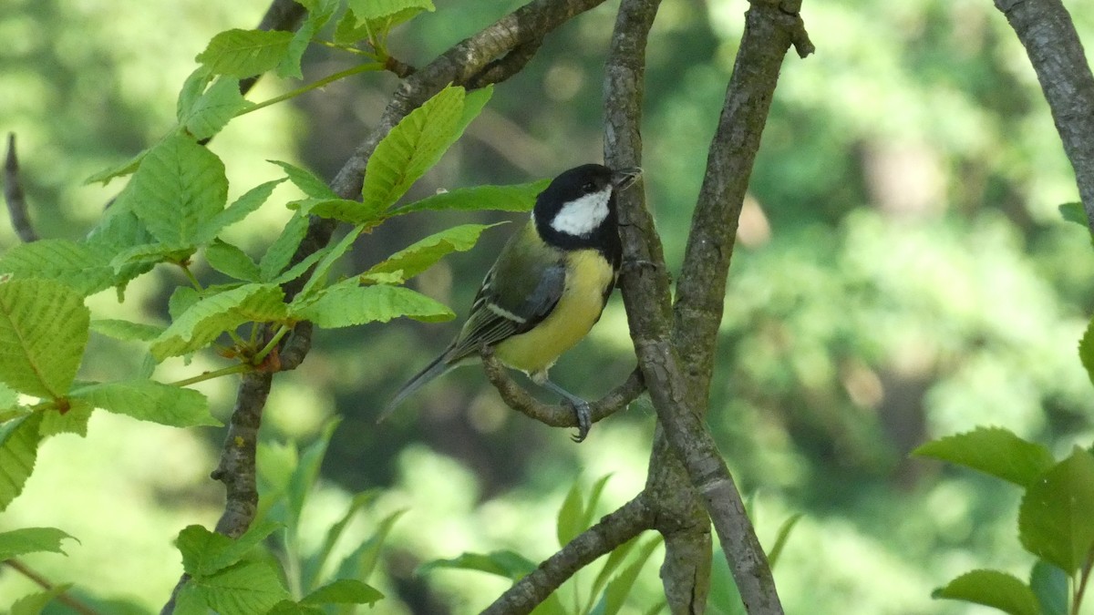 Great Tit - Malini Kaushik