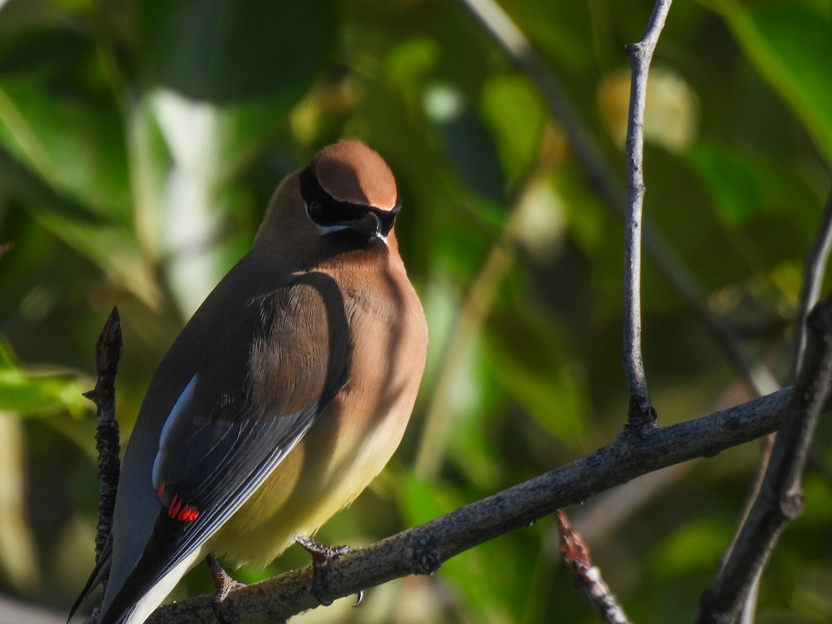 Cedar Waxwing - ML620627888