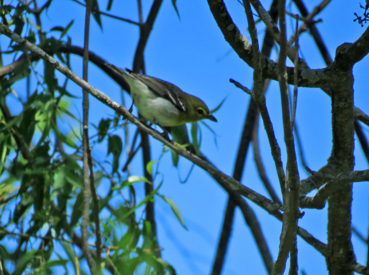 Yellow-throated Vireo - ML620627889