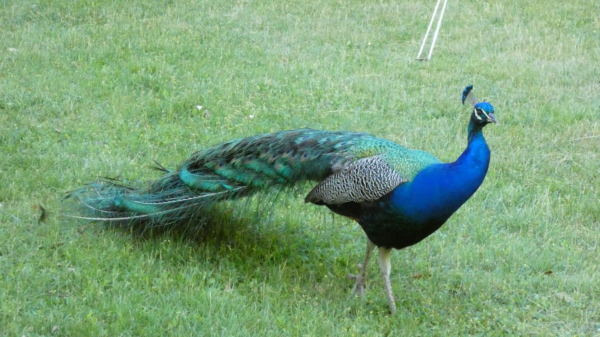 Indian Peafowl - ML620627890