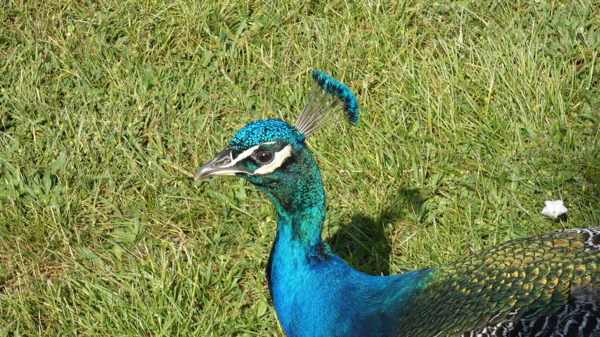 Indian Peafowl - ML620627891