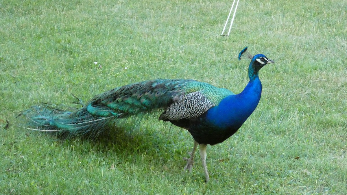 Indian Peafowl - ML620627892