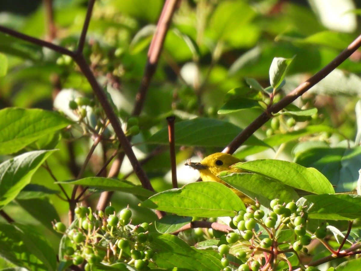 Yellow Warbler - ML620627893