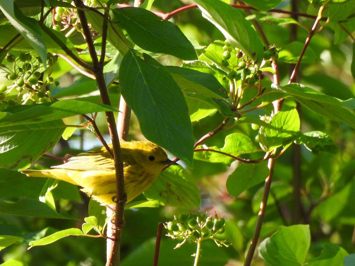 Yellow Warbler - Brittany Miller