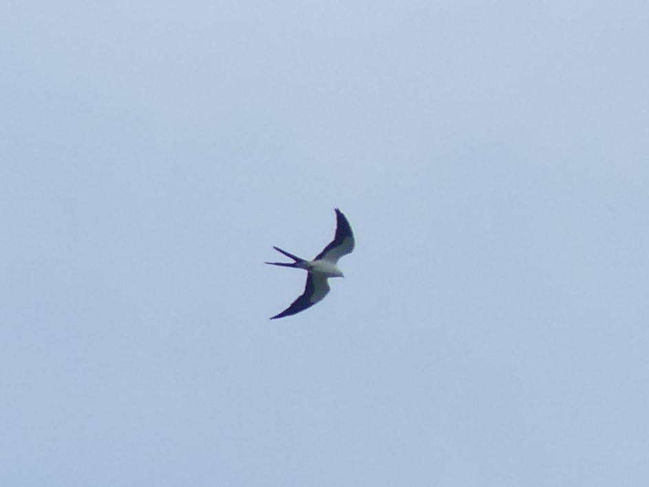 Swallow-tailed Kite - ML620627896