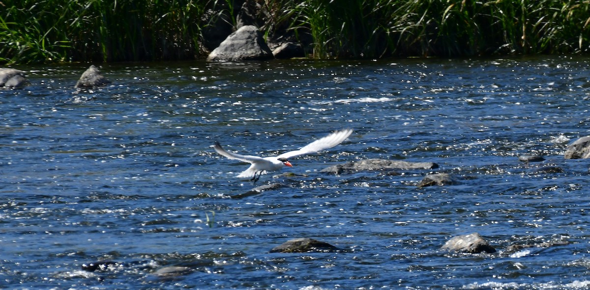 Caspian Tern - ML620627897