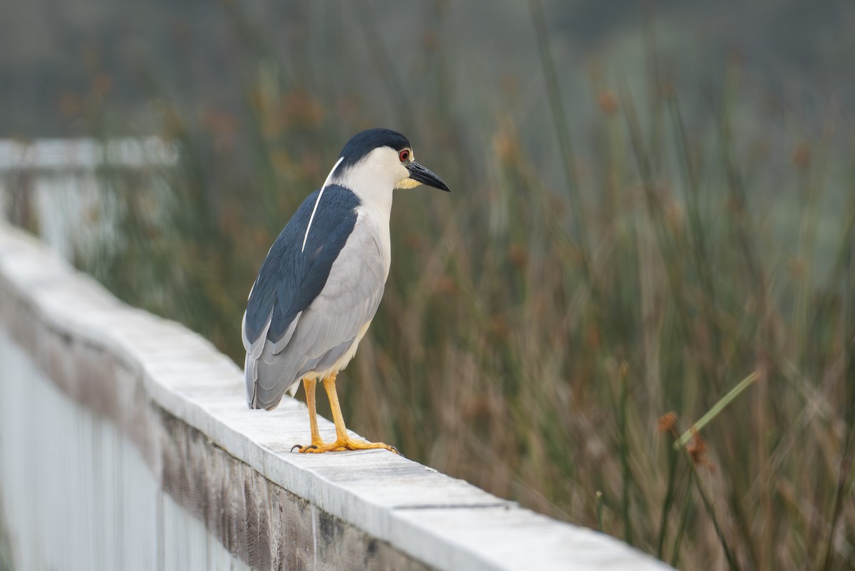 Black-crowned Night Heron - Richie Frerking