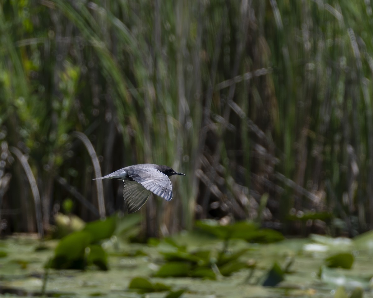 Black Tern - ML620627901