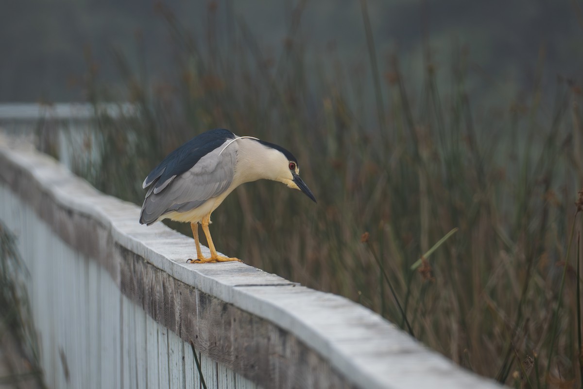 Black-crowned Night Heron - ML620627902