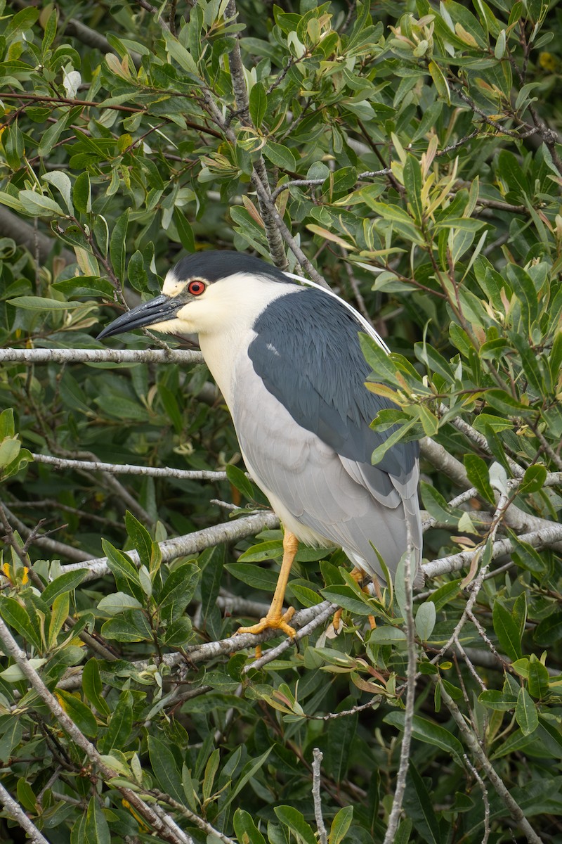 Black-crowned Night Heron - ML620627903