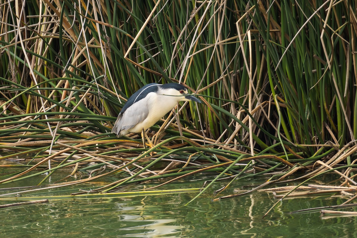 Black-crowned Night Heron - ML620627904