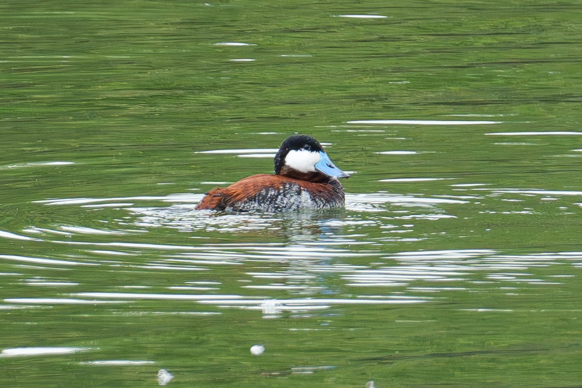 Ruddy Duck - ML620627915