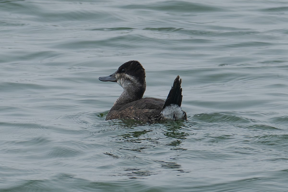 Ruddy Duck - ML620627917