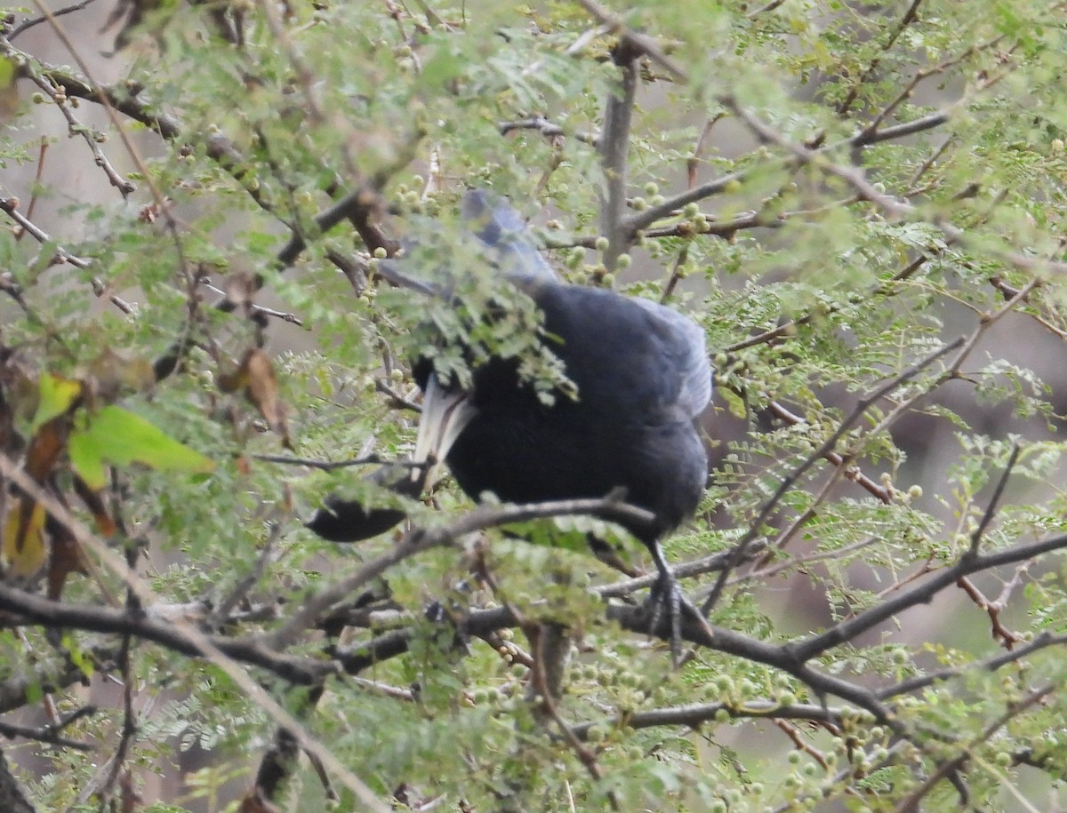 Solitary Black Cacique - ML620627919