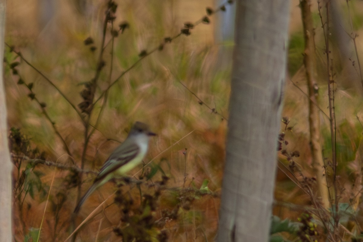 Short-crested Flycatcher - ML620627922