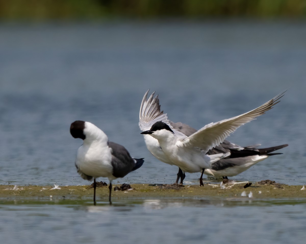 Gull-billed Tern - ML620627924