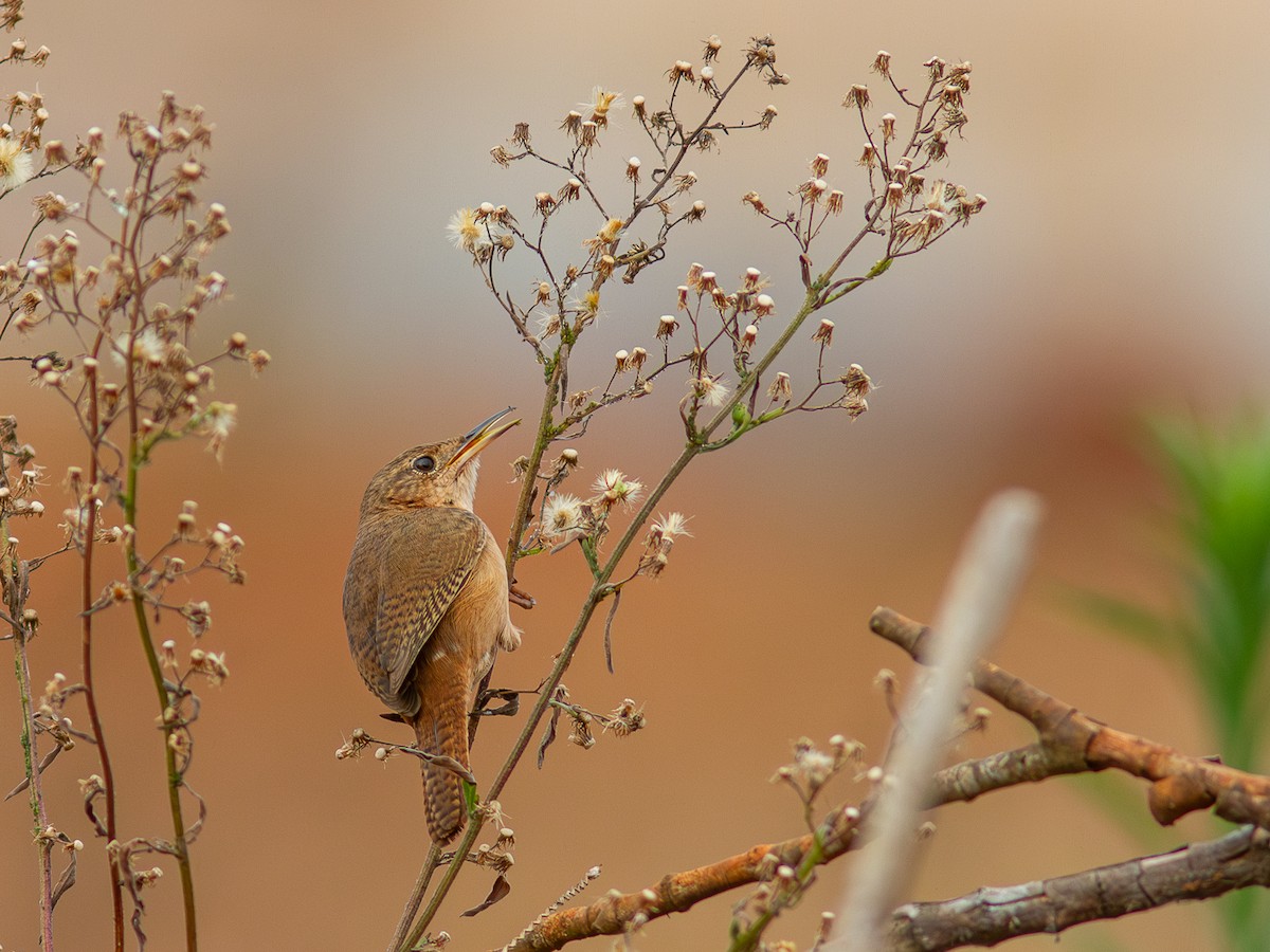 House Wren (Southern) - ML620627930