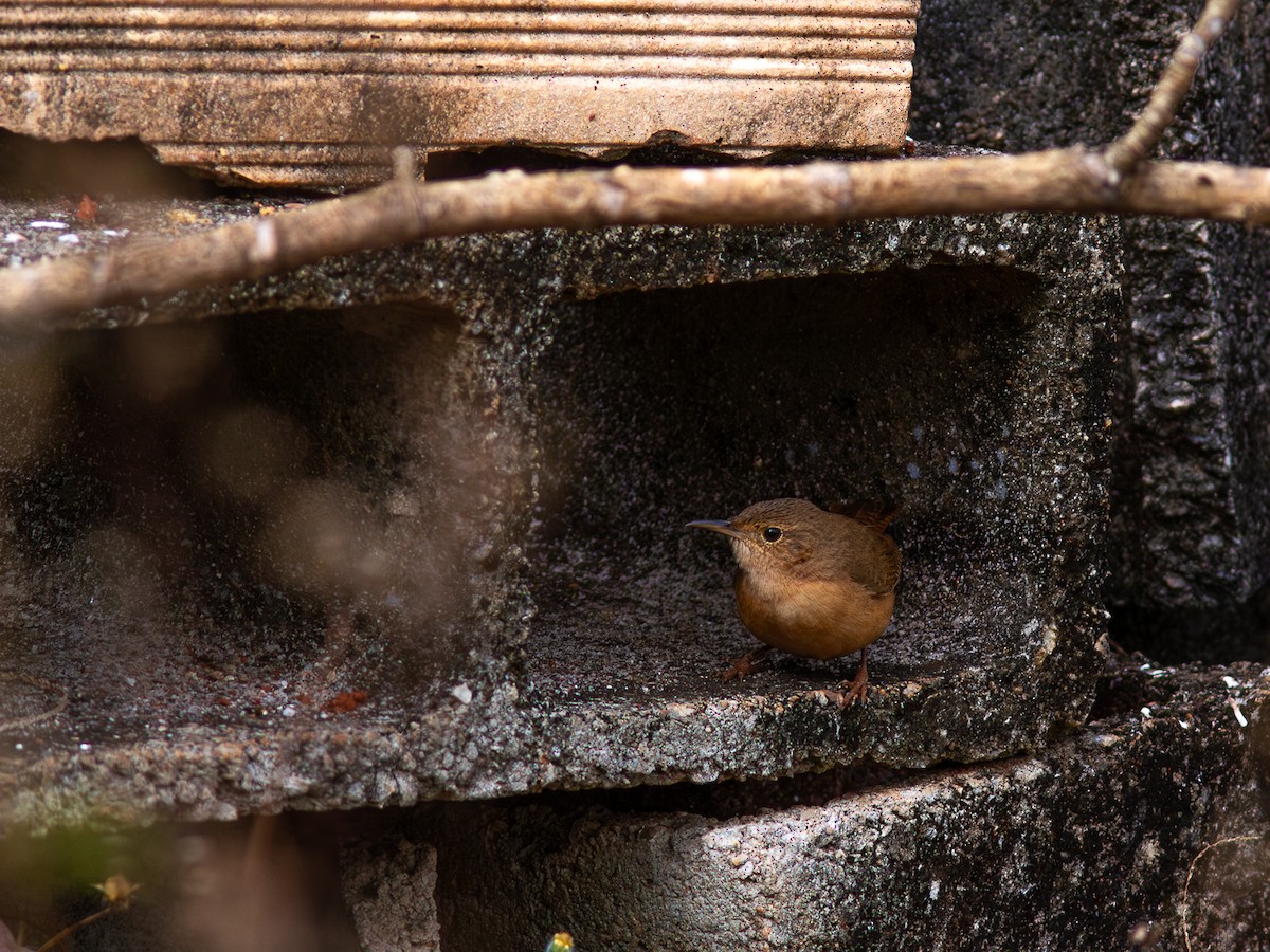 House Wren (Southern) - ML620627931