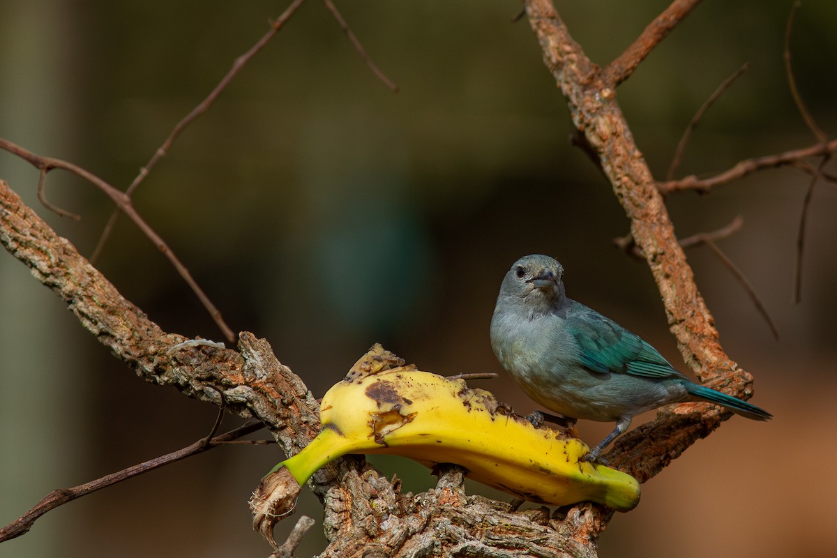 Sayaca Tanager - ML620627933