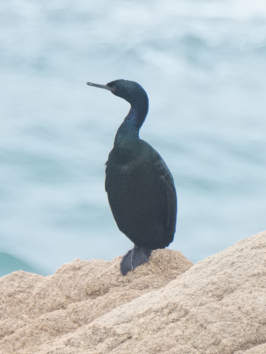 Pelagic Cormorant - ML620627935