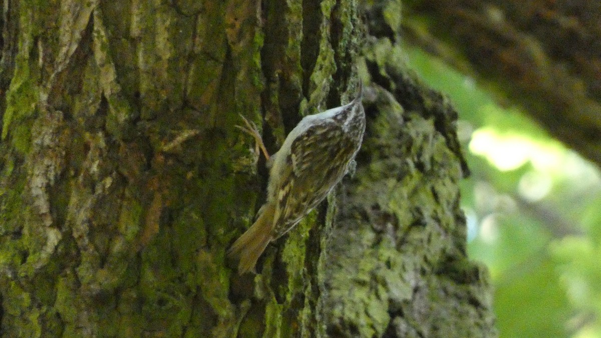 Short-toed Treecreeper - ML620627936