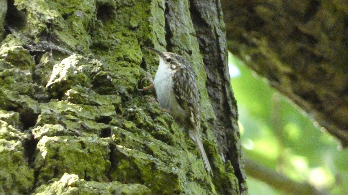 Short-toed Treecreeper - ML620627937