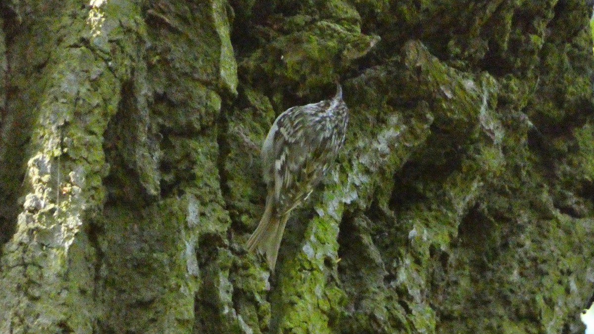 Short-toed Treecreeper - ML620627938