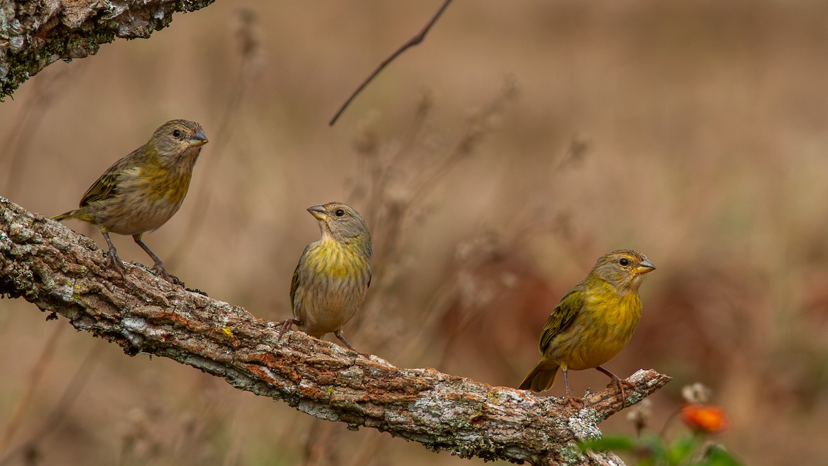 Saffron Finch - ML620627939