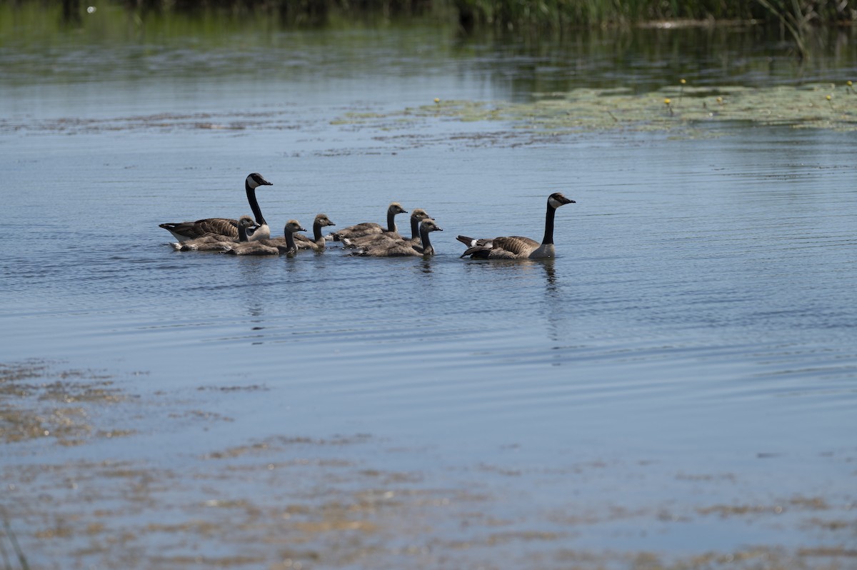 Canada Goose - ML620627945