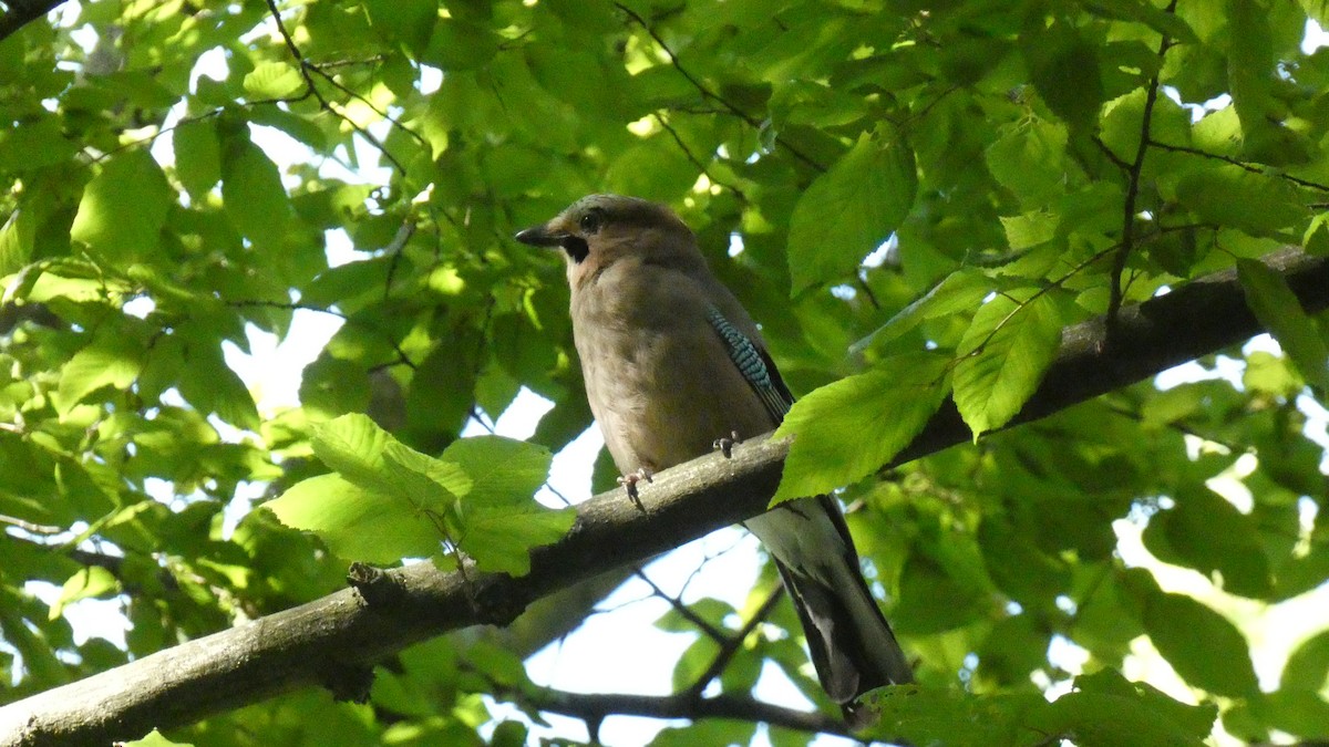 Eurasian Jay - ML620627947