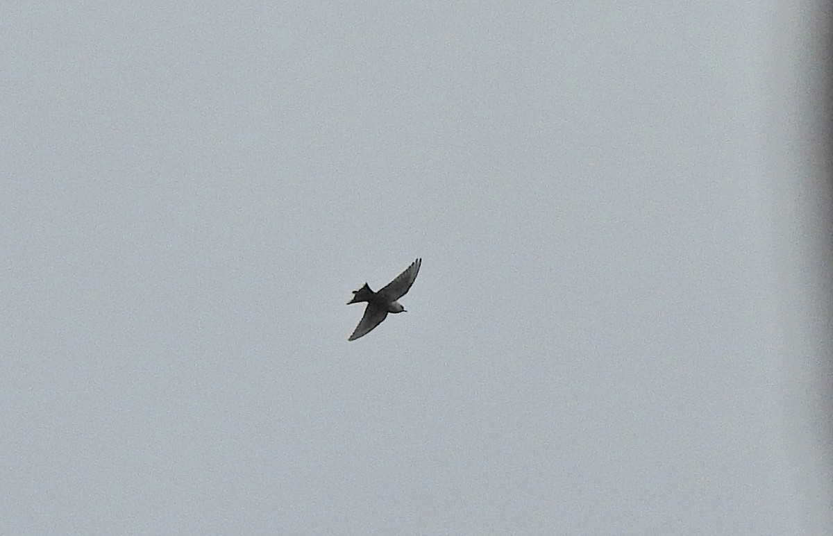 Dusky Woodswallow - ML620627948