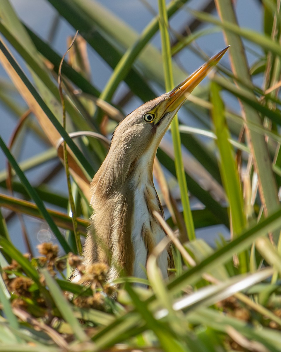 Stripe-backed Bittern - ML620627951