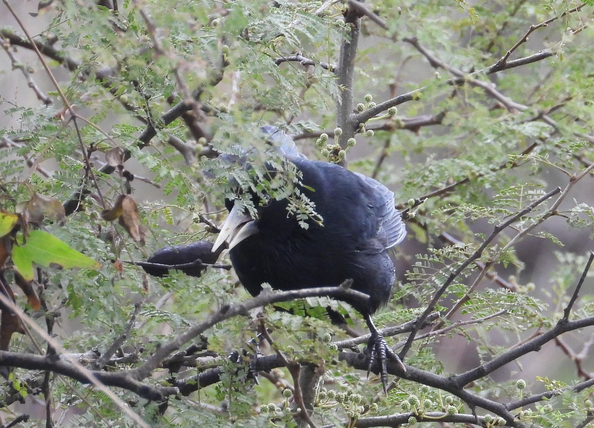 Solitary Black Cacique - ML620627952