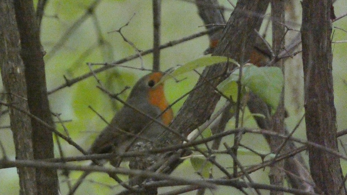 European Robin - ML620627957