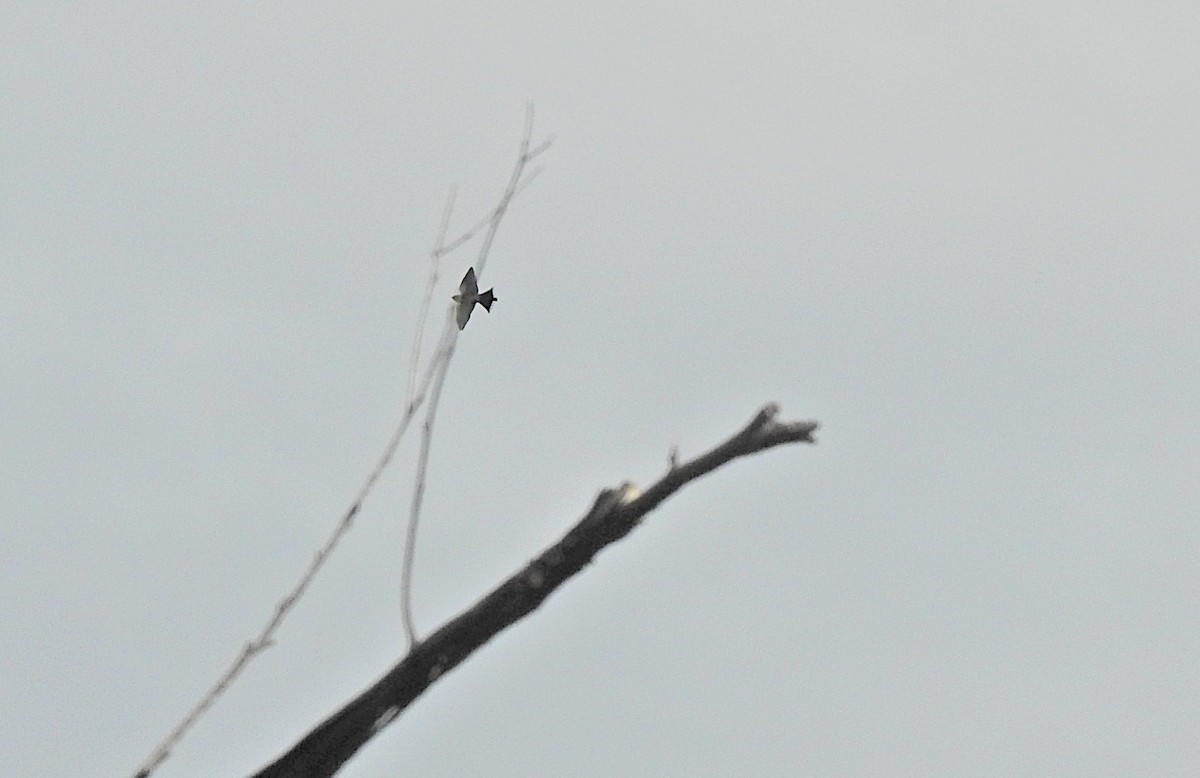 Dusky Woodswallow - ML620627958