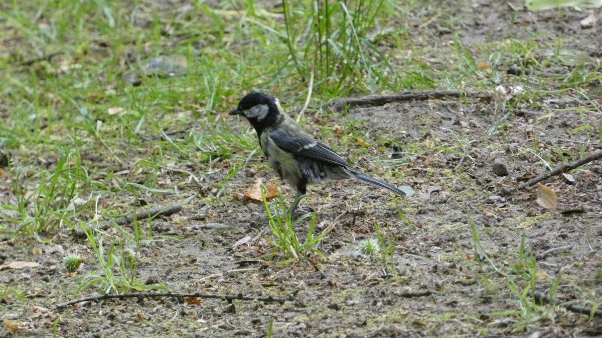 Great Tit - ML620627963