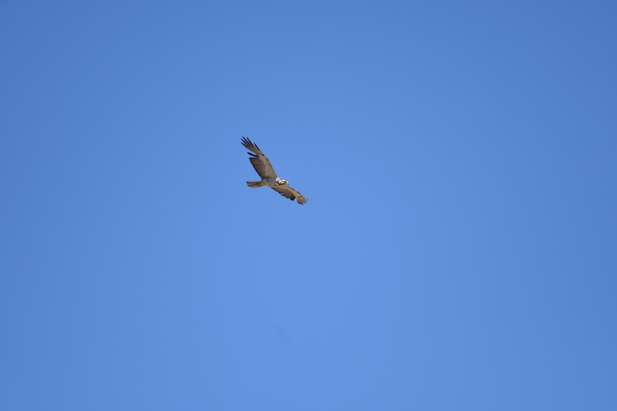 Swainson's Hawk - ML620627967