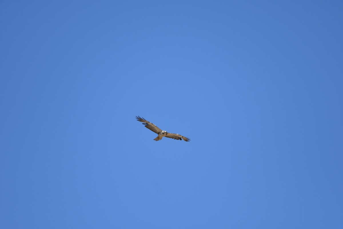 Swainson's Hawk - ML620627968