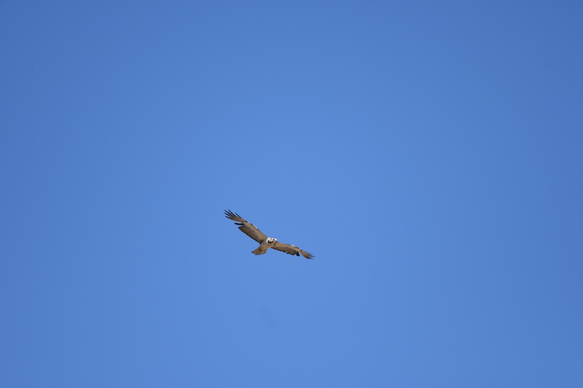 Swainson's Hawk - ML620627970