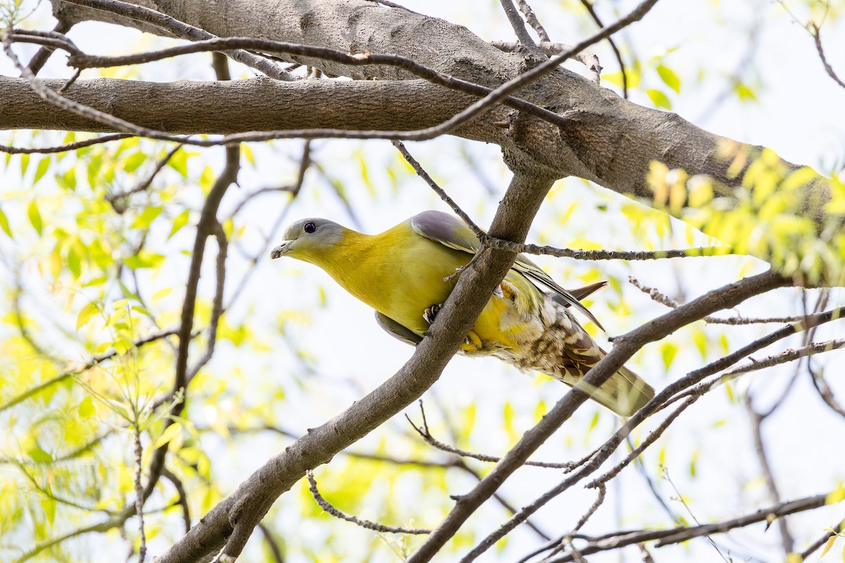 Yellow-footed Green-Pigeon - ML620627973