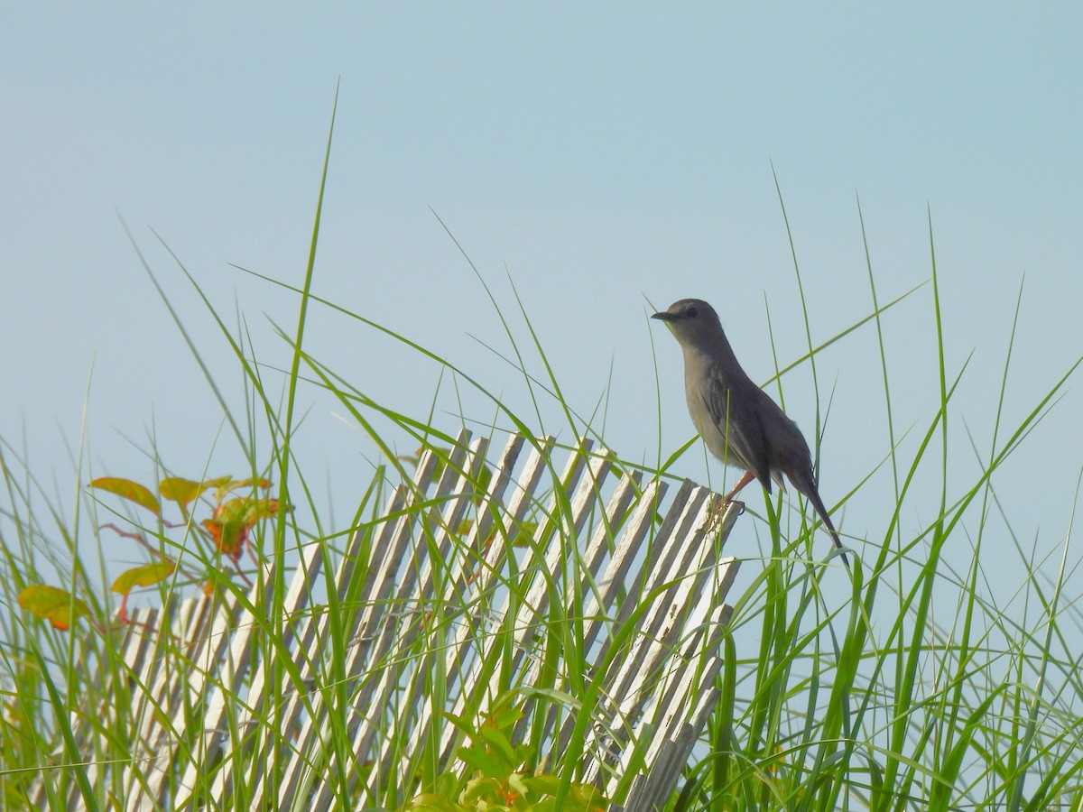 Northern Mockingbird - ML620627974