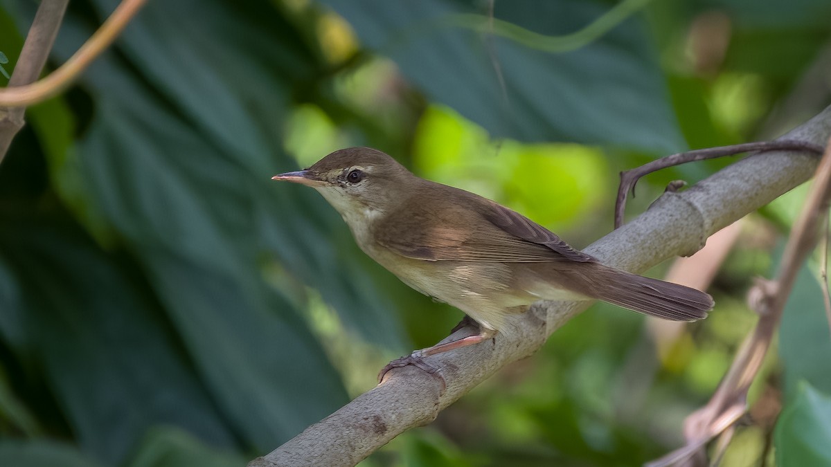 Blyth's Reed Warbler - ML620627976