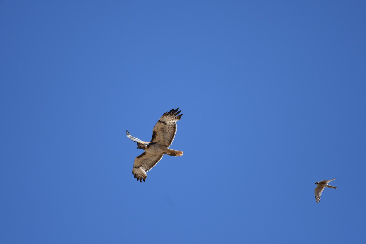 Red-tailed Hawk - ML620627980