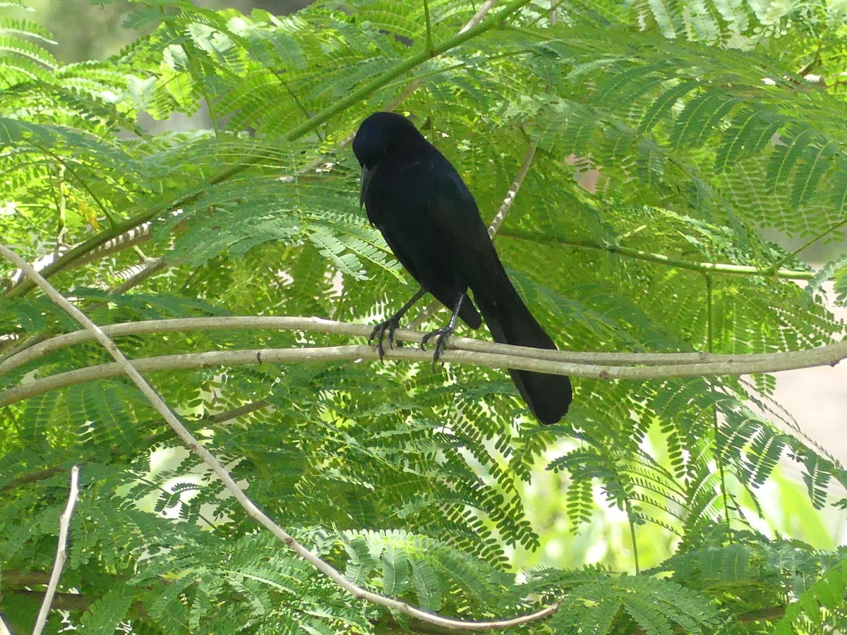 Boat-tailed Grackle - ML620627984