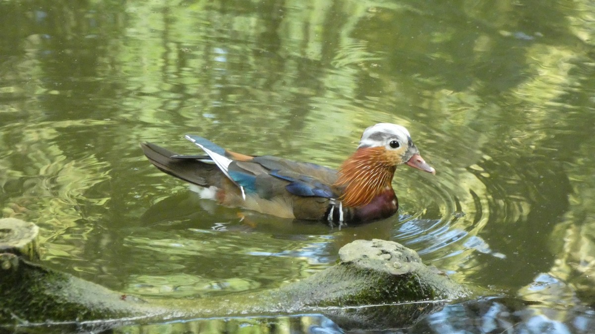 Mandarin Duck - ML620627985